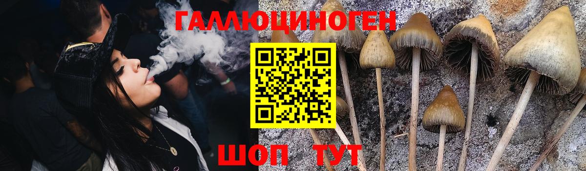 Псилоцибиновые грибы Psilocybine cubensis Шумерля